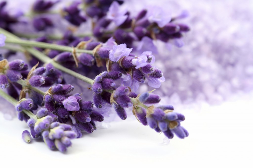 Essential Oils for Hair Health Lavender