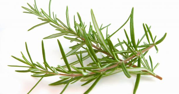 Essential Oils for hair health Rosemary