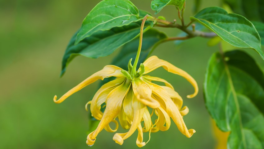 Ylang-Ylang flower on tree, for the manufacture of essential oil